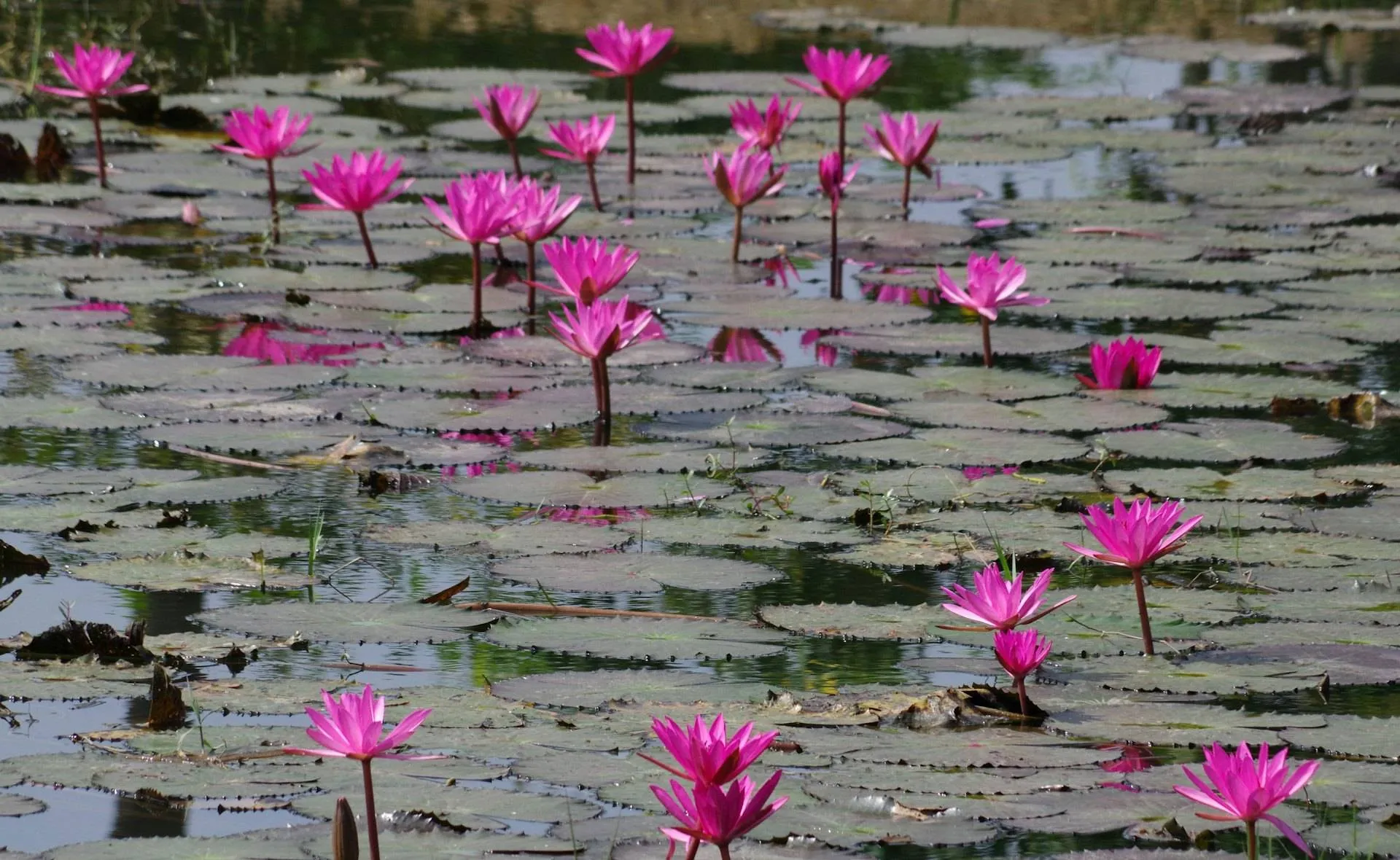 Estanque de flores de loto